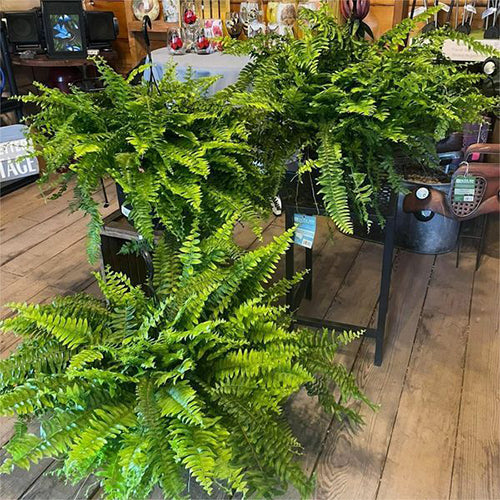 UV Resistant Lifelike Artificial Boston Fern