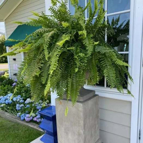 UV Resistant Lifelike Artificial Boston Fern